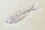 Multiple Knightia Fossil Fish Plate - x #20471-1